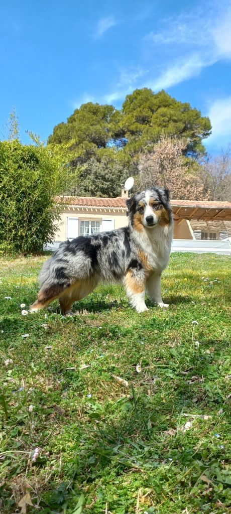 Unique miss lady Des Perles Du Luberon