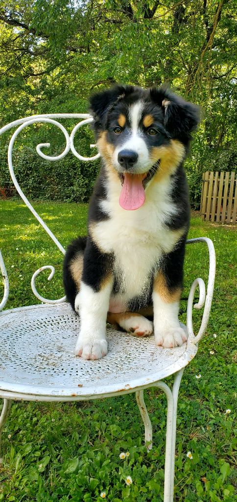 Des Perles Du Luberon - Chiots disponibles - Berger Australien