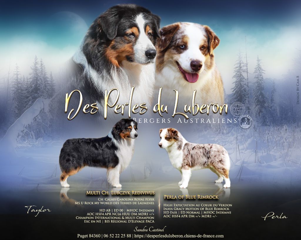 Des Perles Du Luberon - Berger Australien - Portée née le 10/02/2024